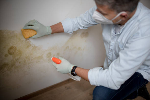 Mold Removal and Inspection in Philadelphia, MS