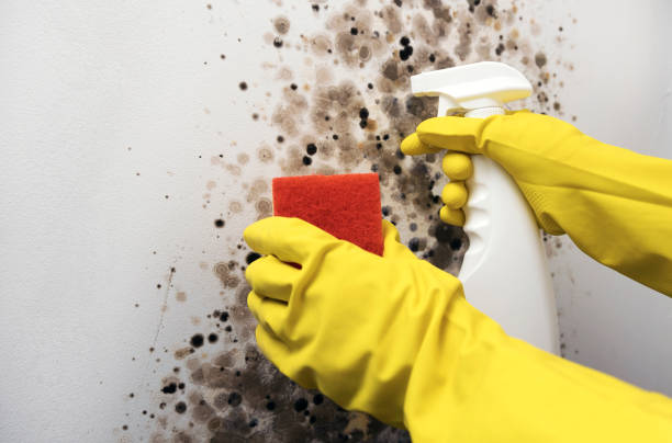 Trusted Philadelphia, MS Mold Removal Experts